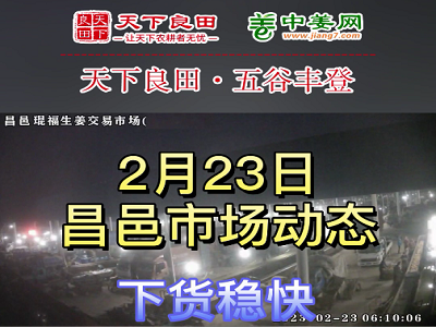 2月23日 昌邑生姜交易實況（下貨穩(wěn)快） (3485播放)