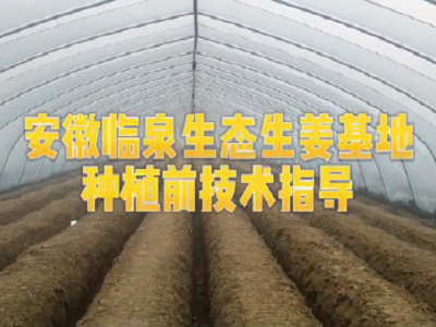 天下良田·中姜網植保組走進安徽臨泉生態生姜基地現場指導種植技術 (3728播放)