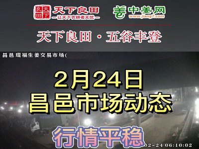 2月24日 昌邑生姜交易實況（行情平穩(wěn)） (3483播放)