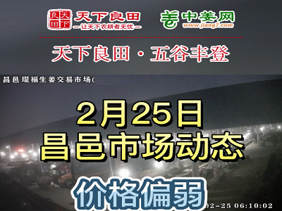 2月25日 昌邑生姜交易實況（價格偏弱） (3618播放)