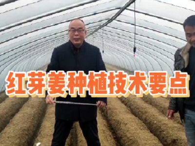 紅芽姜種植技術要點 ()