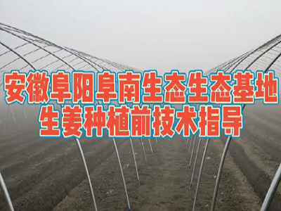 天下良田·中姜網植保組走進安徽阜陽阜南生態生姜基地現場指導種植技術 (3599播放)