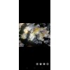 出售昌邑獅子頭生茶姜中，