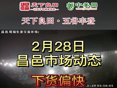 2月28日 昌邑生姜交易實況（下貨偏快） (3521播放)