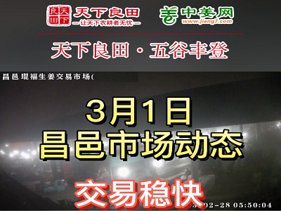 3月1日 昌邑生姜交易實況（交易穩(wěn)快） (3504播放)