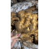 生姜、姜種大量供應18906989133