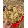 優質姜種、生姜18906989133