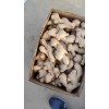 生姜購銷13176070878