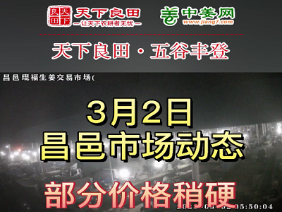 3月2日 昌邑生姜交易實況（下貨偏快） (3527播放)