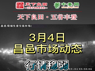 3月4日 昌邑生姜交易實況（行情穩(wěn)弱） (3554播放)