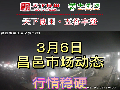 3月6日 昌邑生姜交易實況（行情穩硬） (3652播放)