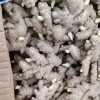 優質姜種18660989133