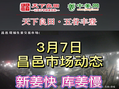 3月7日 昌邑生姜交易實況（價格穩硬） (3500播放)