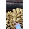 優質姜種、生姜18660989133
