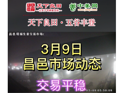 3月9日 昌邑生姜交易實況（價格平穩） (3520播放)