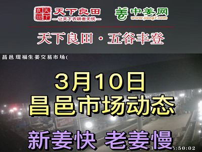 3月10日 昌邑生姜交易實況（行情穩硬） (3557播放)
