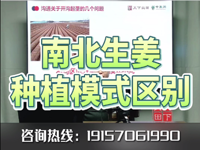 南北生姜種植模式區(qū)別 ()