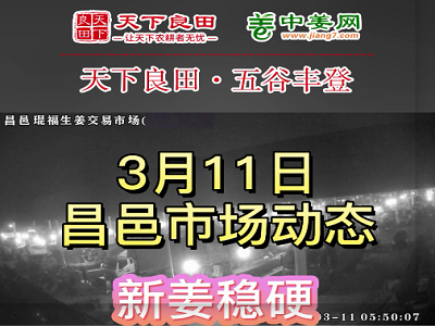 3月11日 昌邑生姜交易實況（價格上浮） (3559播放)
