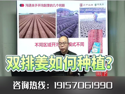 雙排姜如何種植？ ()
