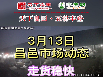 3月13日 昌邑生姜交易實況（走貨穩快） (3536播放)