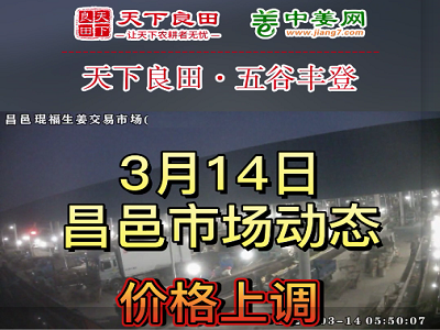 3月14日 昌邑生姜交易實況（價格上漲） (3553播放)