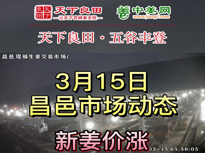 3月15日 昌邑生姜交易實況（價格再漲） (3610播放)