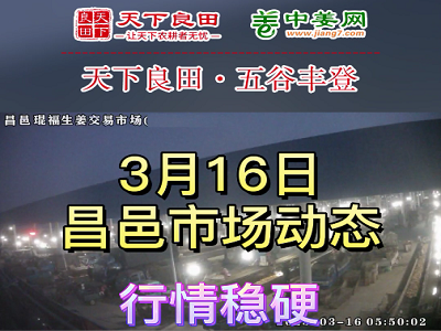 3月16日 昌邑生姜交易實況（價格穩硬） (3663播放)