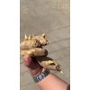 高產姜種18660989133