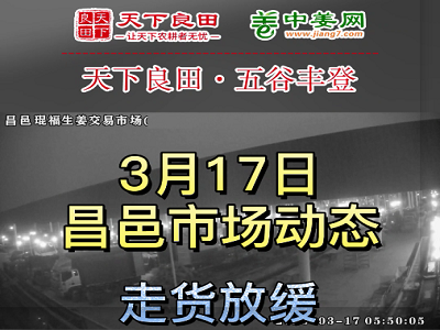 3月17日 昌邑生姜交易實況（價格稍弱） (3603播放)