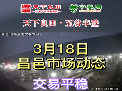 3月18日 昌邑生姜交易實況（價格平穩） (3679播放)
