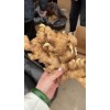 優(yōu)質姜種18660989133