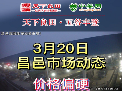 3月20日 昌邑生姜交易實況（價格上漲） (3597播放)