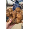 優(yōu)質姜種、生姜18660989133