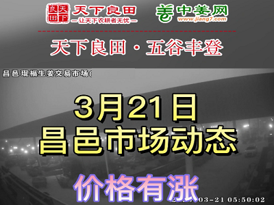 3月21日 昌邑生姜交易實況（價格再漲） (3568播放)