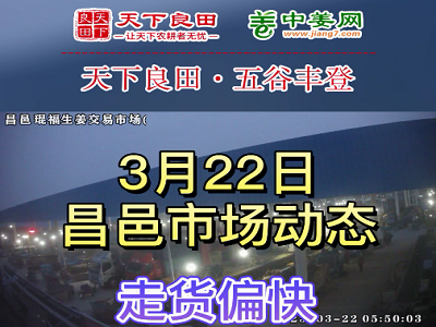 3月22日 昌邑生姜交易實況（走貨偏快） (3594播放)