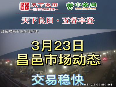 3月23日 昌邑生姜交易實況（交易穩快） (3588播放)