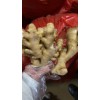 優(yōu)質姜種18660989133