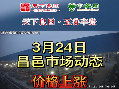 3月24日 昌邑生姜交易實況（價格上漲） (3683播放)
