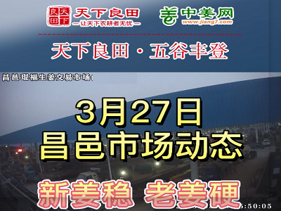 3月27日 昌邑生姜交易實況（行情穩硬） (3720播放)