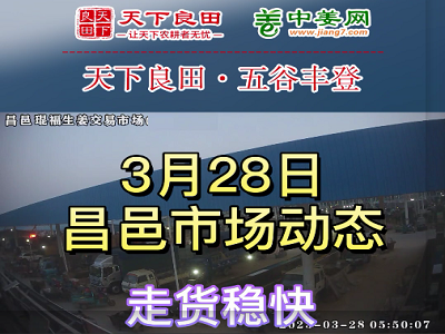 3月28日 昌邑生姜交易實況（走貨穩快） (3639播放)