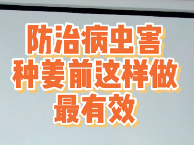 防治病蟲害種姜前這樣做最有效 ()