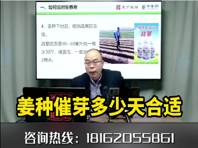 姜種催芽多少天合適 ()