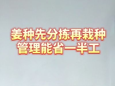 姜種先分揀載栽種的好處 ()