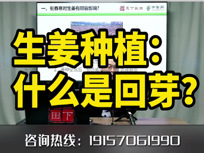 生姜種植：什么是回芽？ ()