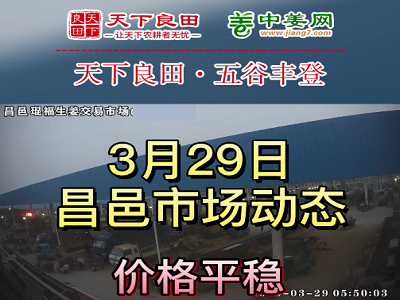 3月29日 昌邑生姜交易實況（價格平穩） (3619播放)