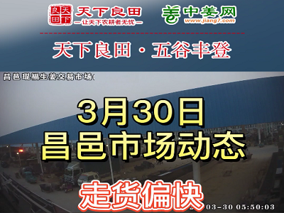 3月30日 昌邑生姜交易實況（走貨偏快） (3667播放)