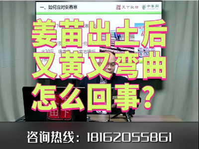 姜苗出土后又黃又彎曲怎么回事？ ()