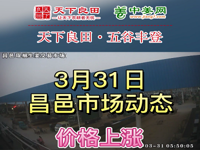 3月31日 昌邑生姜交易實況（價格上漲） (3636播放)