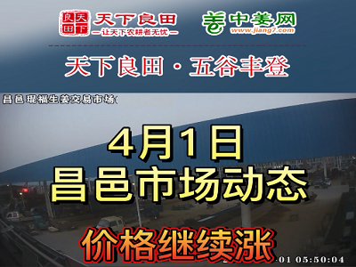 4月1日 昌邑生姜交易實況（價格再漲） (3660播放)