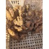生姜購銷13176070878